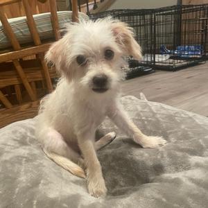 Kellan, Terrier, puppy, available for adoption