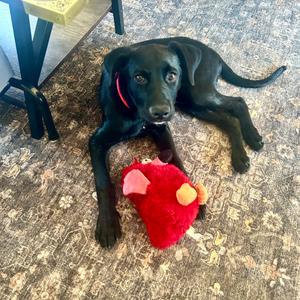 Jude, Retriever, Labrador, puppy, available for adoption