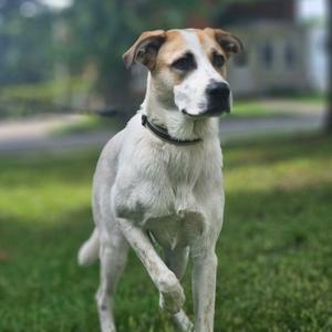 A white and brown dog with a black collar is running on a grassy field.