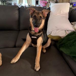 Leroy, Shepherd, German, young, available for adoption