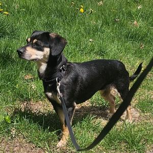 Kira, Terrier, adult, available for adoption