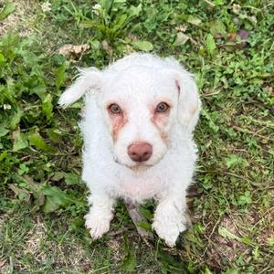 Hallie, Terrier, puppy, available for adoption