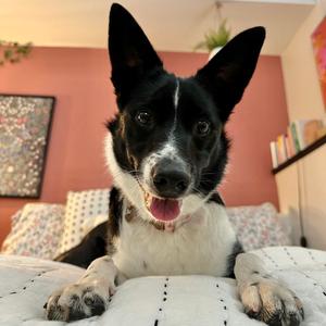 Callie, Collie, Border, adult, available for adoption
