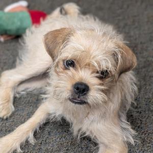 Hammy, Pug, young, available for adoption