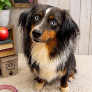Flynn, Shepherd, Australian, adult, available for adoption