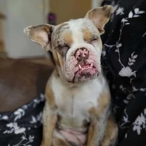 Bessie, Bulldog, adult, available for adoption