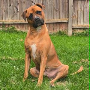 Benny, Boxer, adult, available for adoption