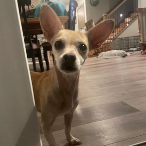 a small dog standing on a wooden floor, looking at the camera