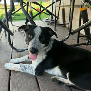 Blaire (Bubbles), Cattle Dog, young, available for adoption