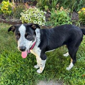Bubbles, Cattle Dog, puppy, available for adoption