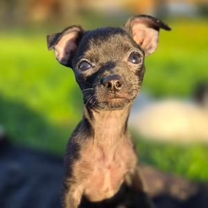 Cyril, Chihuahua, puppy, available for adoption