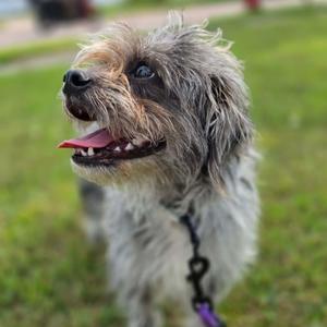 Cosette, Pug, adult, available for adoption