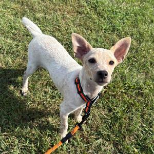 Ernie, Terrier, puppy, available for adoption