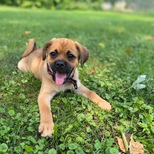 Fenna, Pug, puppy, available for adoption