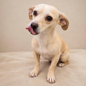 Cookie, Chihuahua, adult, available for adoption
