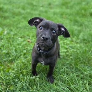 A black puppy with large, expressive eyes standing on a grassy field.