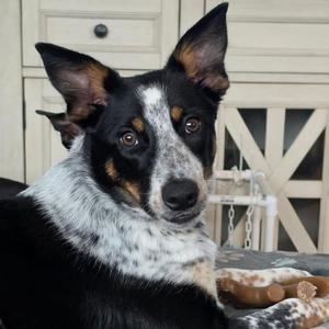 Becca, Cattle Dog, young, available for adoption