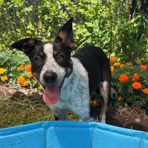 Becca, Cattle Dog, puppy, available for adoption