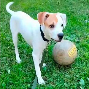 Jackson, Mixed Breed (Medium), puppy, available for adoption