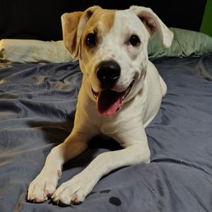 Jackson, Mixed Breed (Medium), young, available for adoption