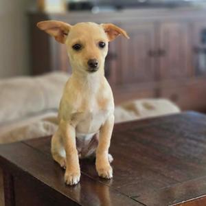 Aster, Chihuahua, puppy, available for adoption