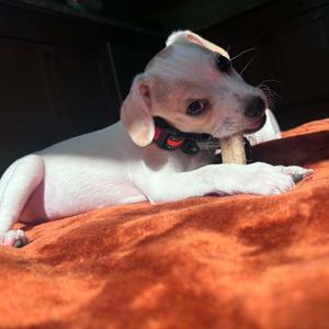 Kip, Chihuahua, puppy, available for adoption