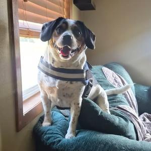 Ace, Beagle, adult, available for adoption