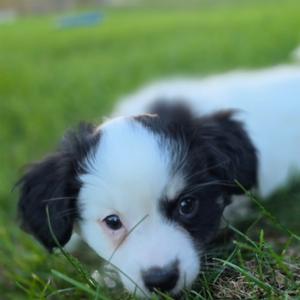 Tatum, Chihuahua, puppy, available for adoption