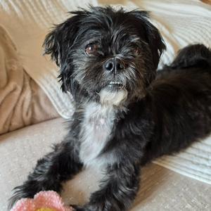 Chewy, Shih Tzu, senior, available for adoption