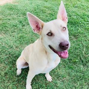 A light-colored dog with perked ears and a pink tongue sitting on grass.