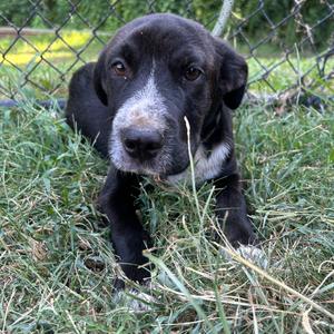 Bronco, Retriever, Labrador, available for adoption