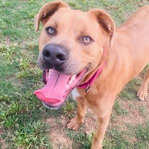 A light brown dog with its tongue out, wearing a pink collar, standing on grass.