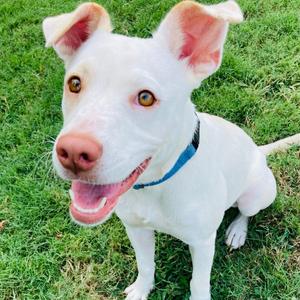 Ruby, Terrier, Pit Bull, young, available for adoption