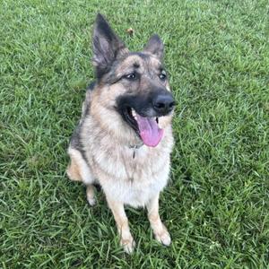 A German Shepherd dog sitting on a grassy lawn, looking up with its tongue out.