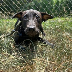 Effie, Retriever, Labrador, available for adoption