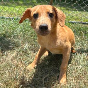 Fairlane, Retriever, Labrador, available for adoption