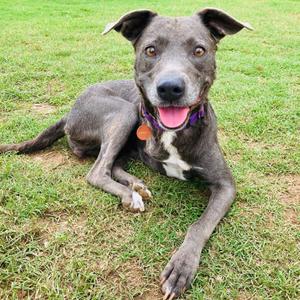 Millie Grace, Terrier, Pit Bull, adult, available for adoption