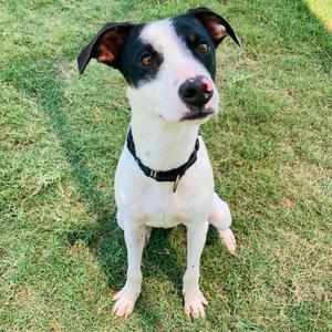 A black and white dog sitting on grass, looking up at the camera.