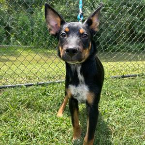 Bam Bam, Pinscher, Doberman, available for adoption