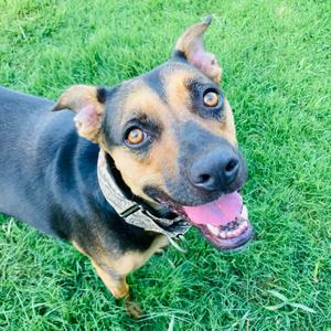 Lucy, Black Mouth Cur, adult, available for adoption