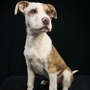 A white and brown pit bull mix puppy sitting and looking to the side against a black background.