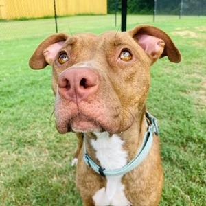A brown and white dog with a light blue collar looking up at the camera.