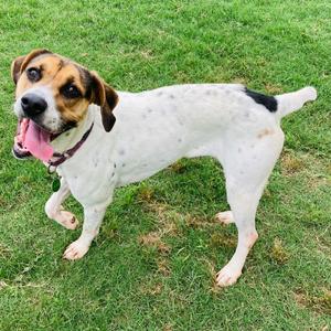 Ivy, Coonhound, young, available for adoption
