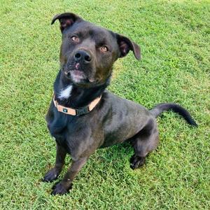 Fen, Terrier, Pit Bull, adult, available for adoption