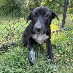 Shelby, Retriever, Labrador, available for adoption