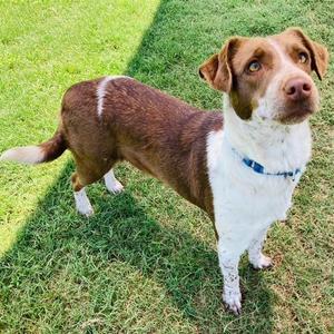 Coconut, Shepherd, Australian, young, available for adoption