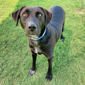 A black dog standing on a grassy field, looking directly at the camera with a blue collar around its neck.