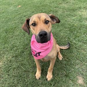 A tan mixed-breed dog wearing a pink bandana sitting on a green grassy lawn.