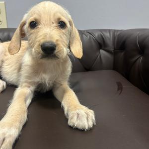 Buddy, Terrier, available for adoption