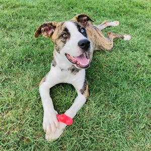 A happy dog lying on the grass with a red toy in its mouth.